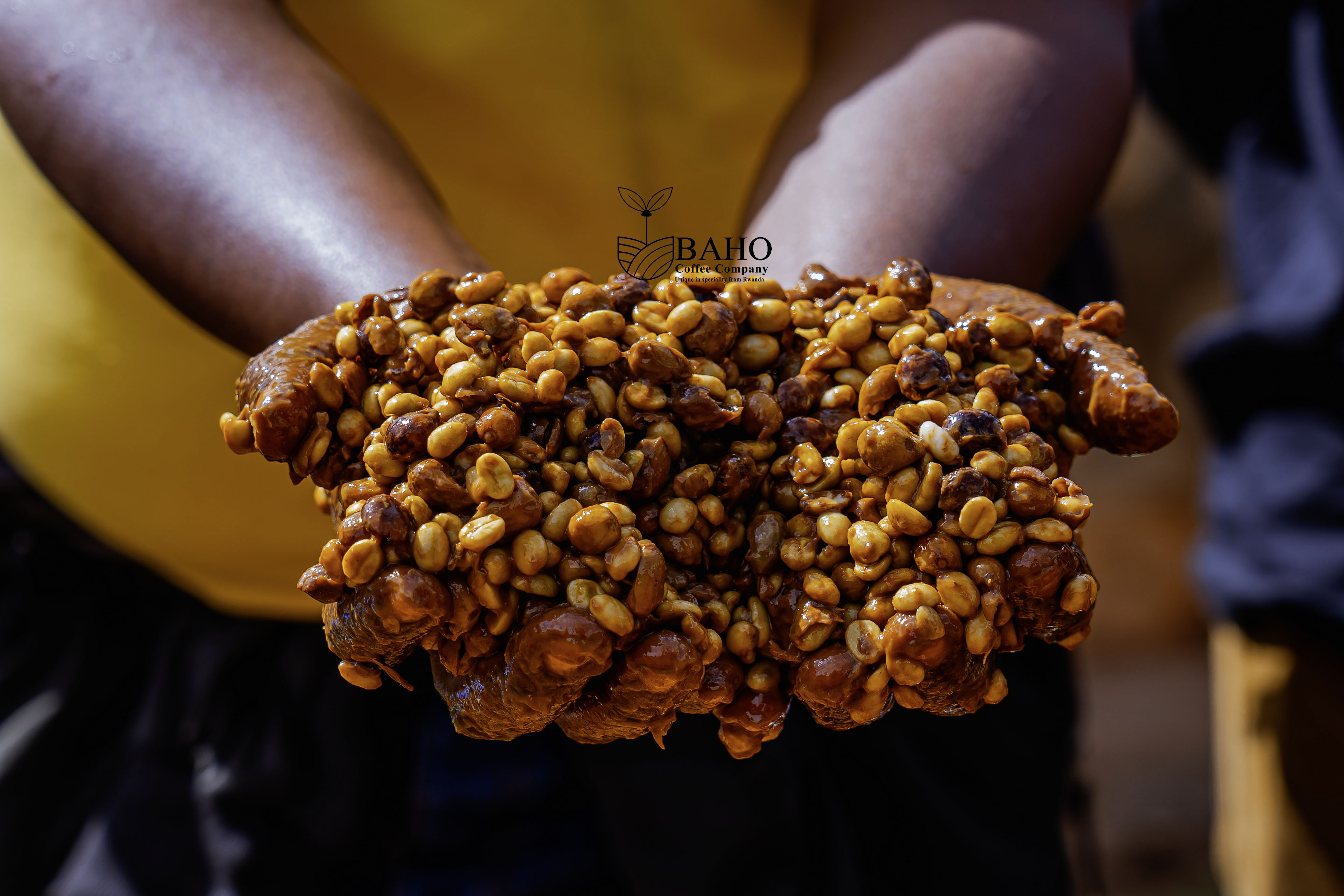 The Art of Coffee Processing: Washed vs Natural