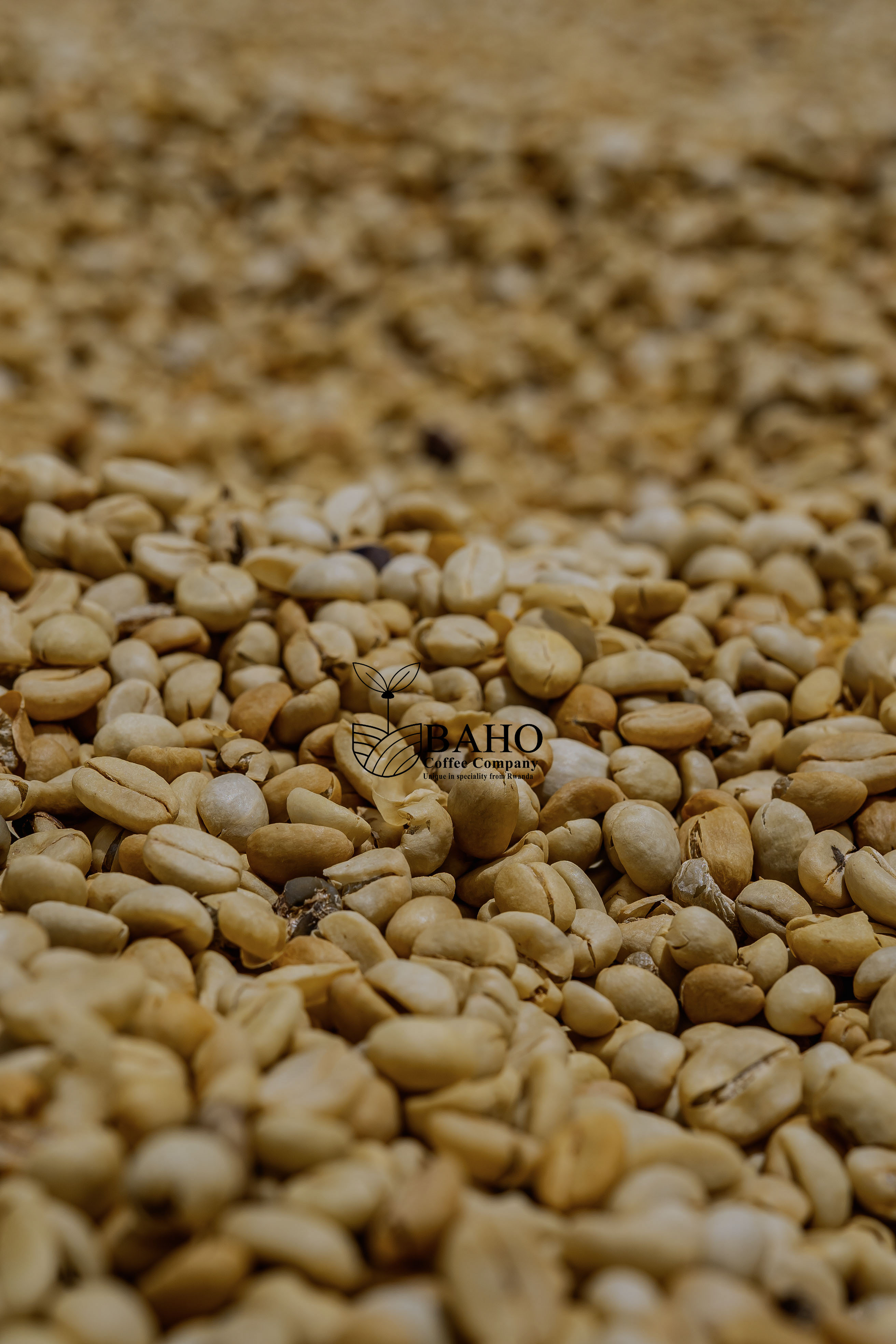 Gitoki Washed Coffee