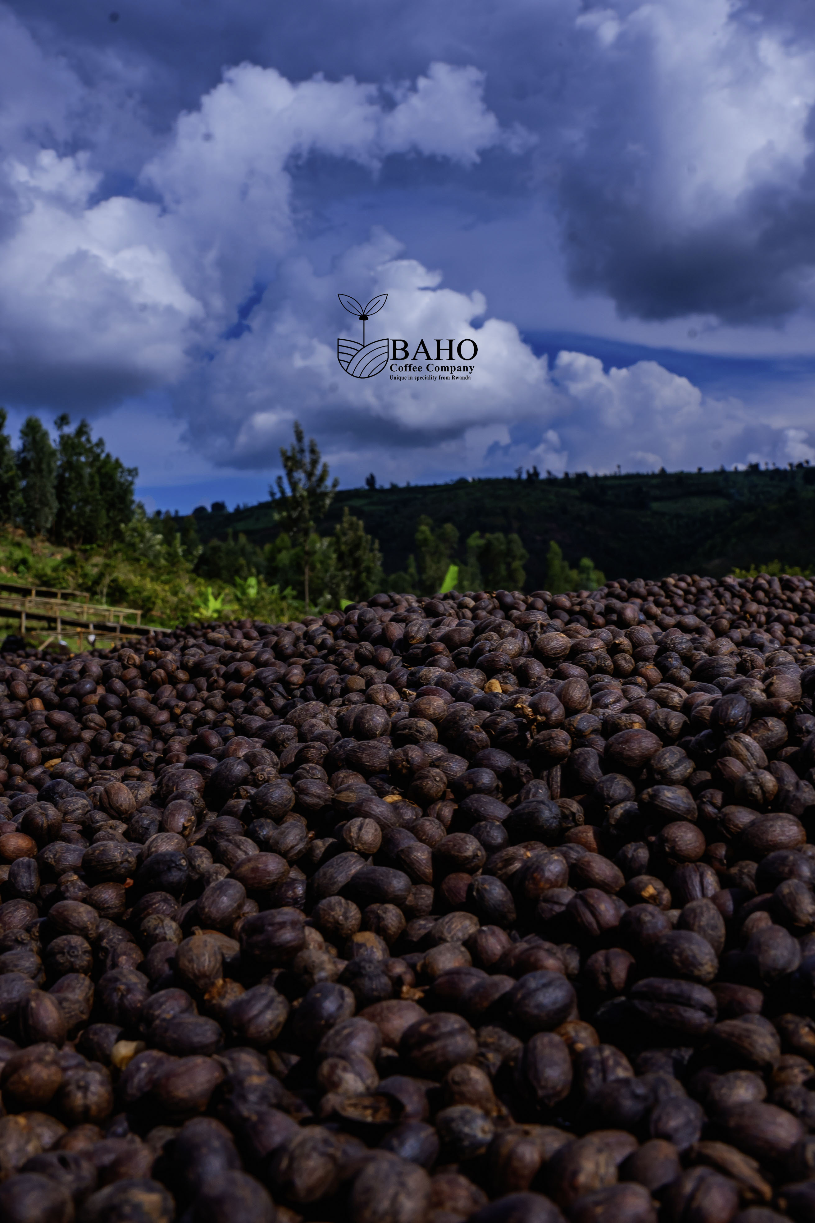 Matyazo Natural Coffee