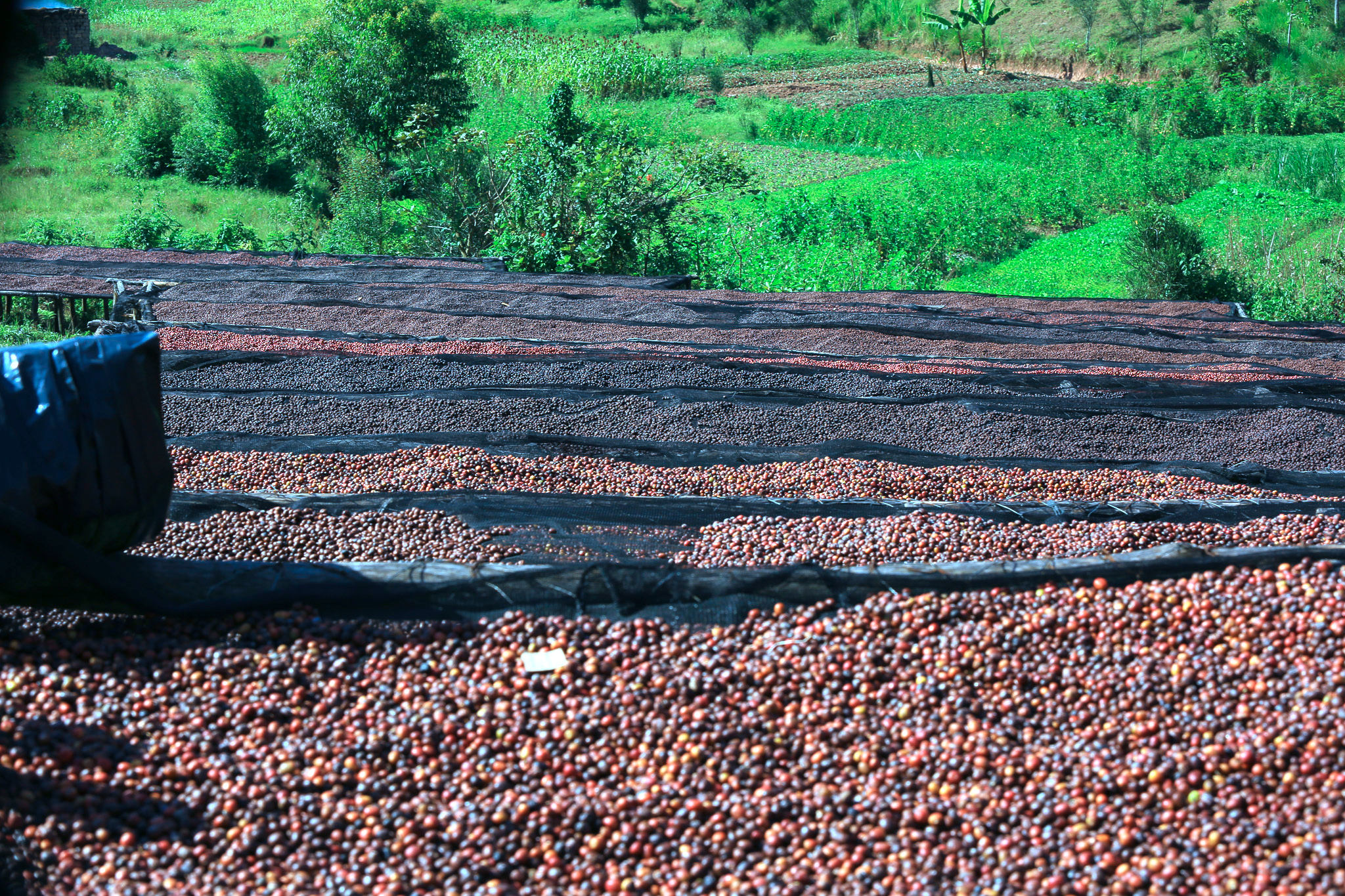 Baho Coffee – Bweyeye CWS 001/2025